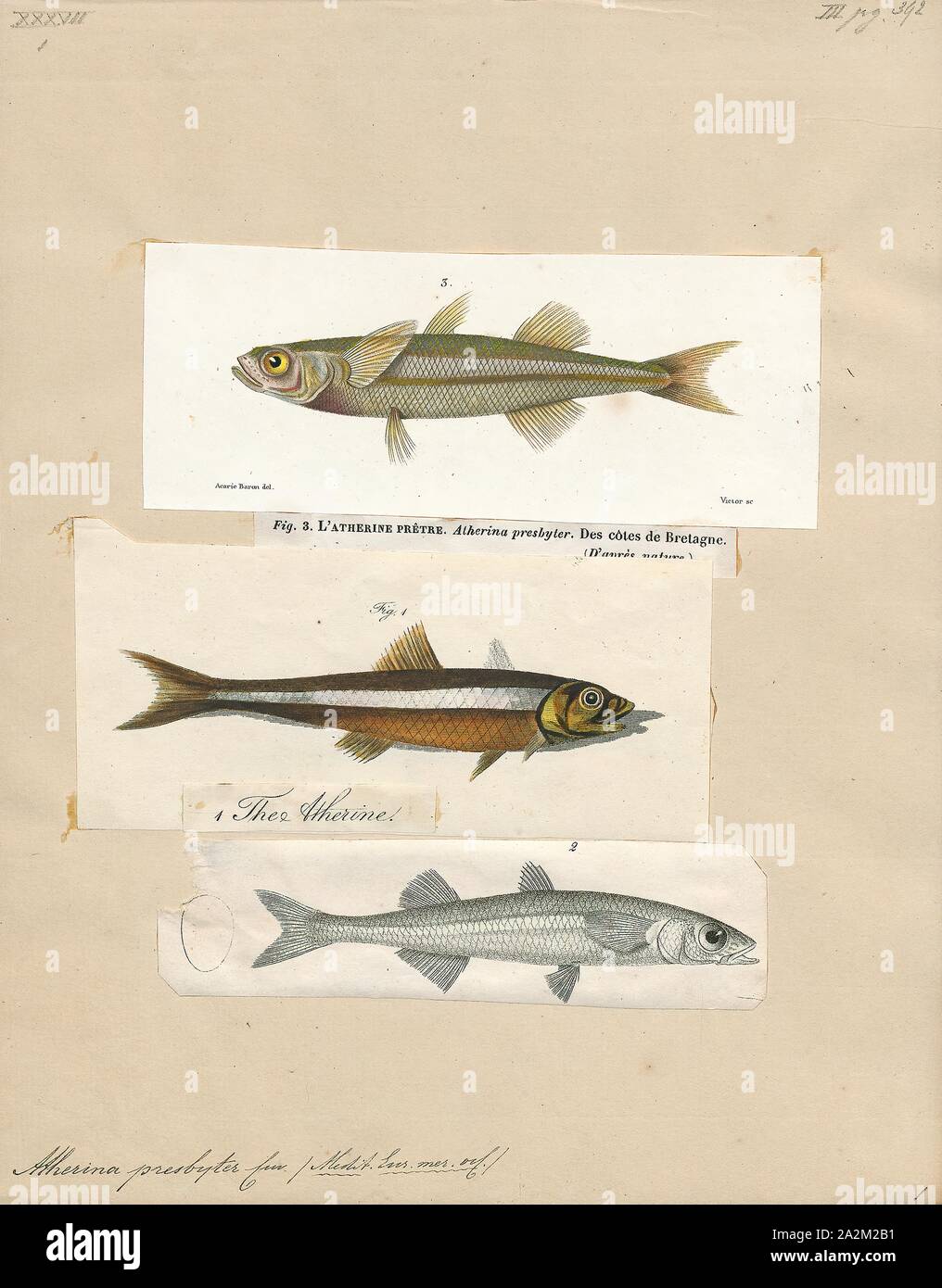 Atherina presbyter, Print, The sand smelt (Atherina presbyter) is a species of marine fish of the Atherinidae family, common in the north-eastern Atlantic from the Danish straits, where it is rare, and Scotland to the Canary Islands and the western Mediterranean Sea. Sand smelt are small, pelagic fishes which are found in coastal areas and in estuaries. They are a schooling species which undertake seasonal migrations in the Atlantic. They are carnivorous and prey on small crustaceans and fish larvae. Reproduction takes place in the spring and summer, in the North Sea and the English Channel Stock Photo