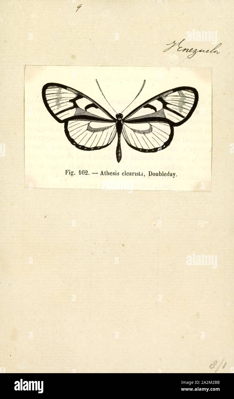 Athesis, Print, Athesis is a Neotropical genus of clearwing (ithomiine) butterflies, named by Edward Doubleday in 1847. They are in the brush-footed butterfly family, Nymphalidae Stock Photo