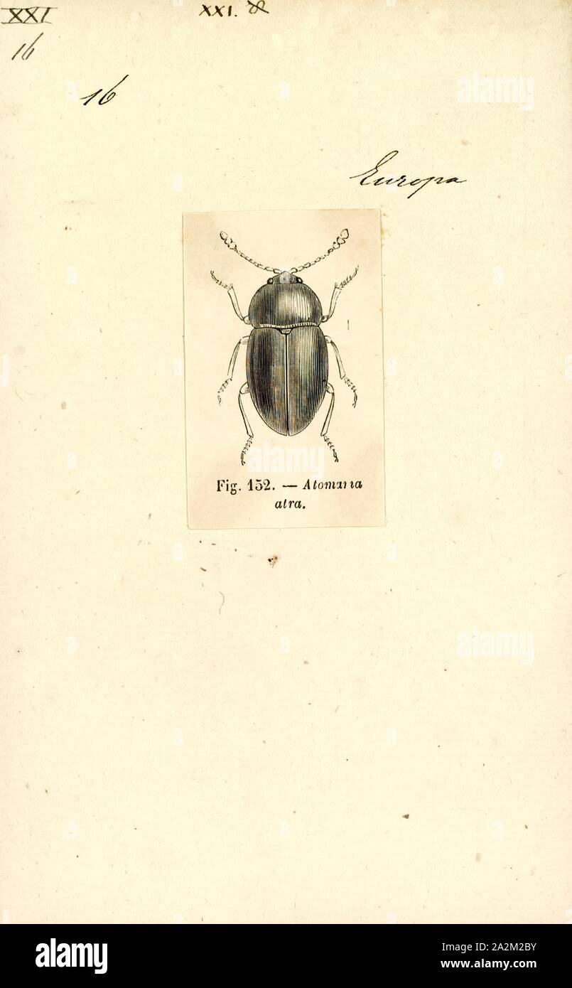 Atomaria, Print, Atomaria is a genus of silken fungus beetles in the family Cryptophagidae. There are at least 160 described species in Atomaria Stock Photo