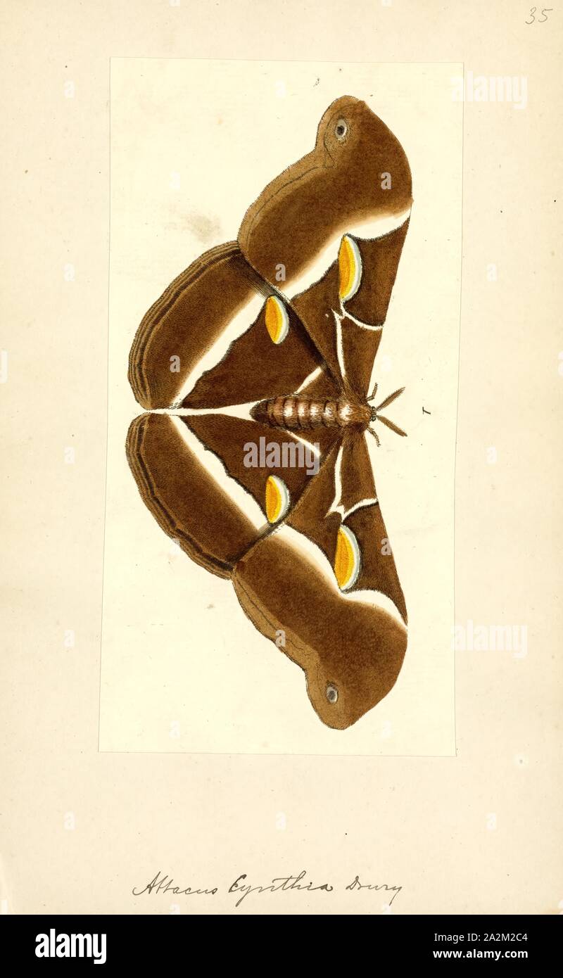 Attacus, Print, Attacus is a genus of moths in the family Saturniidae. The genus was erected by Carl Linnaeus in his 1767 12th edition of Systema Naturae Stock Photo