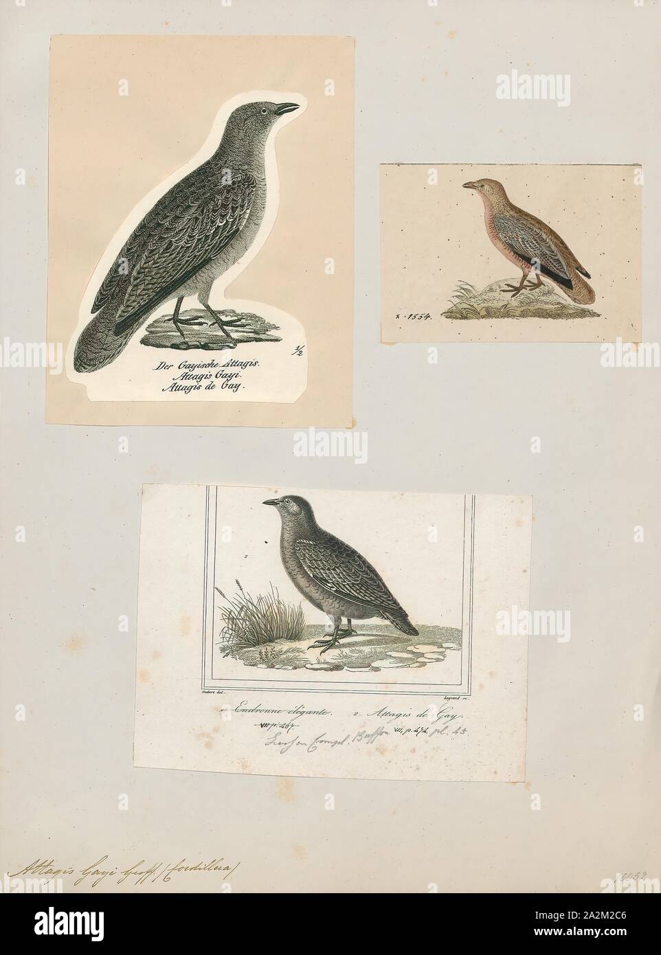 Attagis gayi, Print, The rufous-bellied seedsnipe (Attagis gayi) is a wader which is a resident breeding bird in the Andes of South America south from Ecuador., 1700-1880 Stock Photo