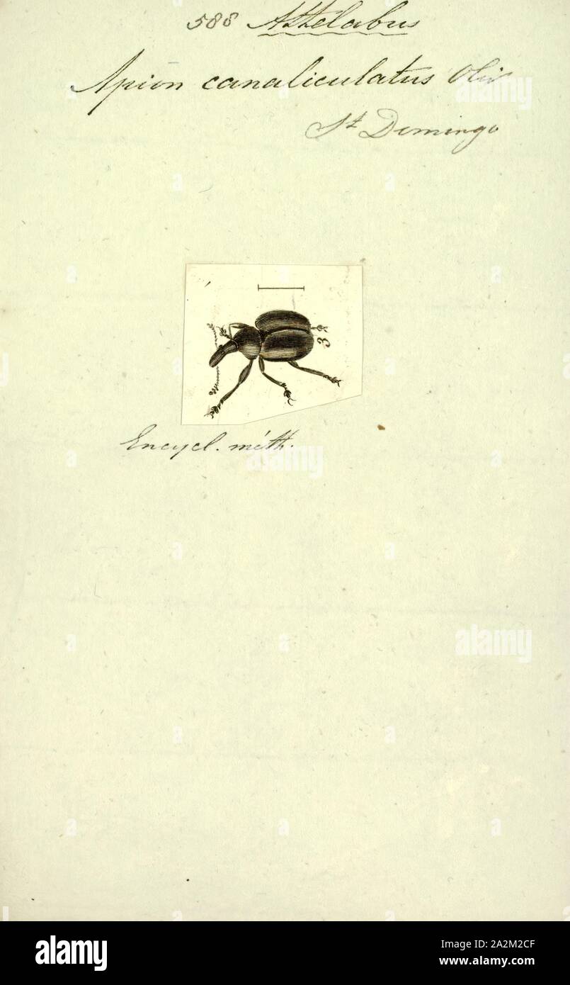 Attelabus, Print, Attelabus is a genus of weevils belonging to the family Attelabidae Stock Photo