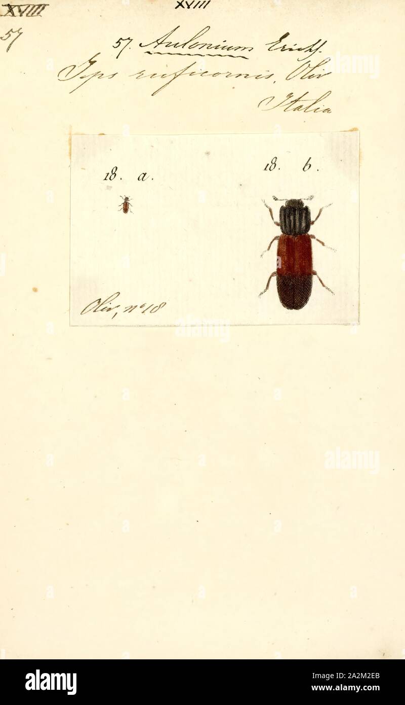 Aulonium, Print, Aulonium is a genus of cylindrical bark beetles in the family Zopheridae. There are about five described species in Aulonium Stock Photo