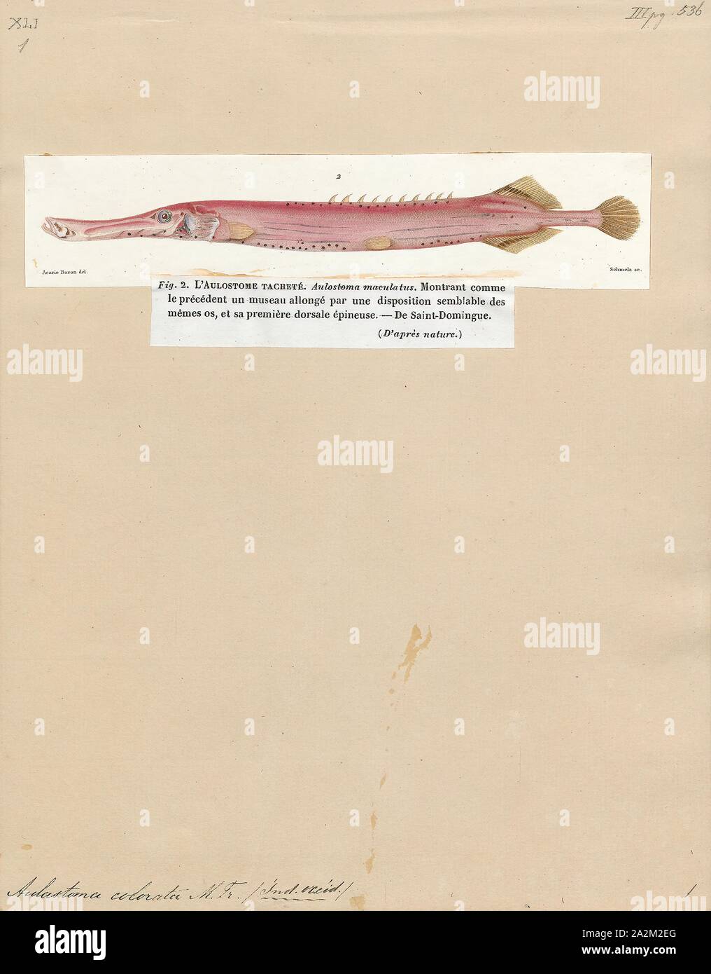 Aulostoma coloratum, Print, 1700-1880 Stock Photo