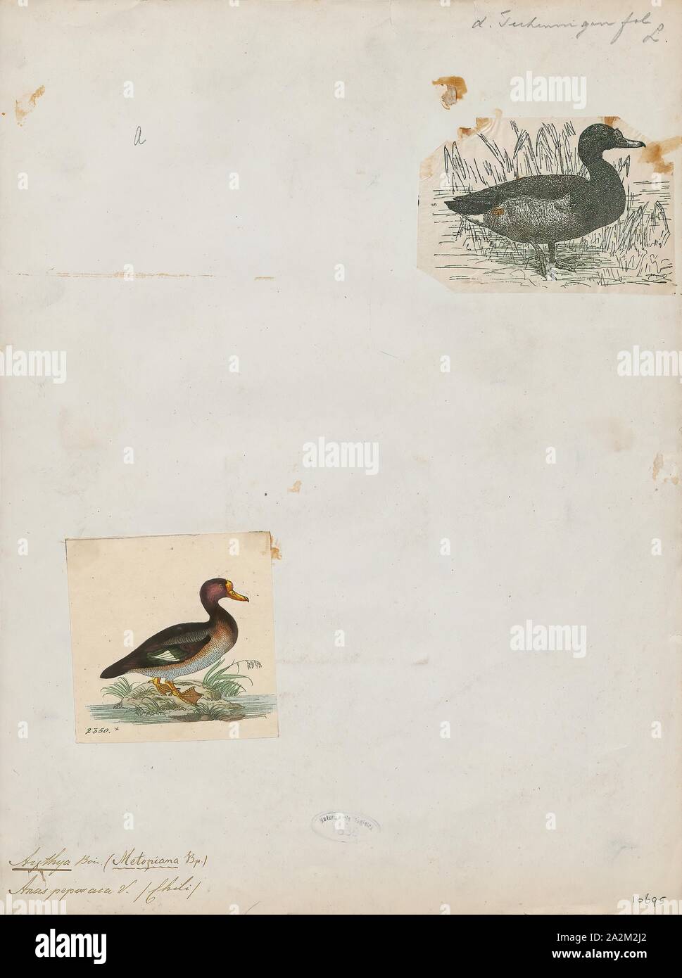 Aythya peposaca, Print, Aythya is a genus of diving ducks. It has twelve described species. The name Aythya comes from the Ancient Greek word αυθυια, aithuia, which may have referred to a sea-dwelling duck or an auklet., 1700-1880 Stock Photo