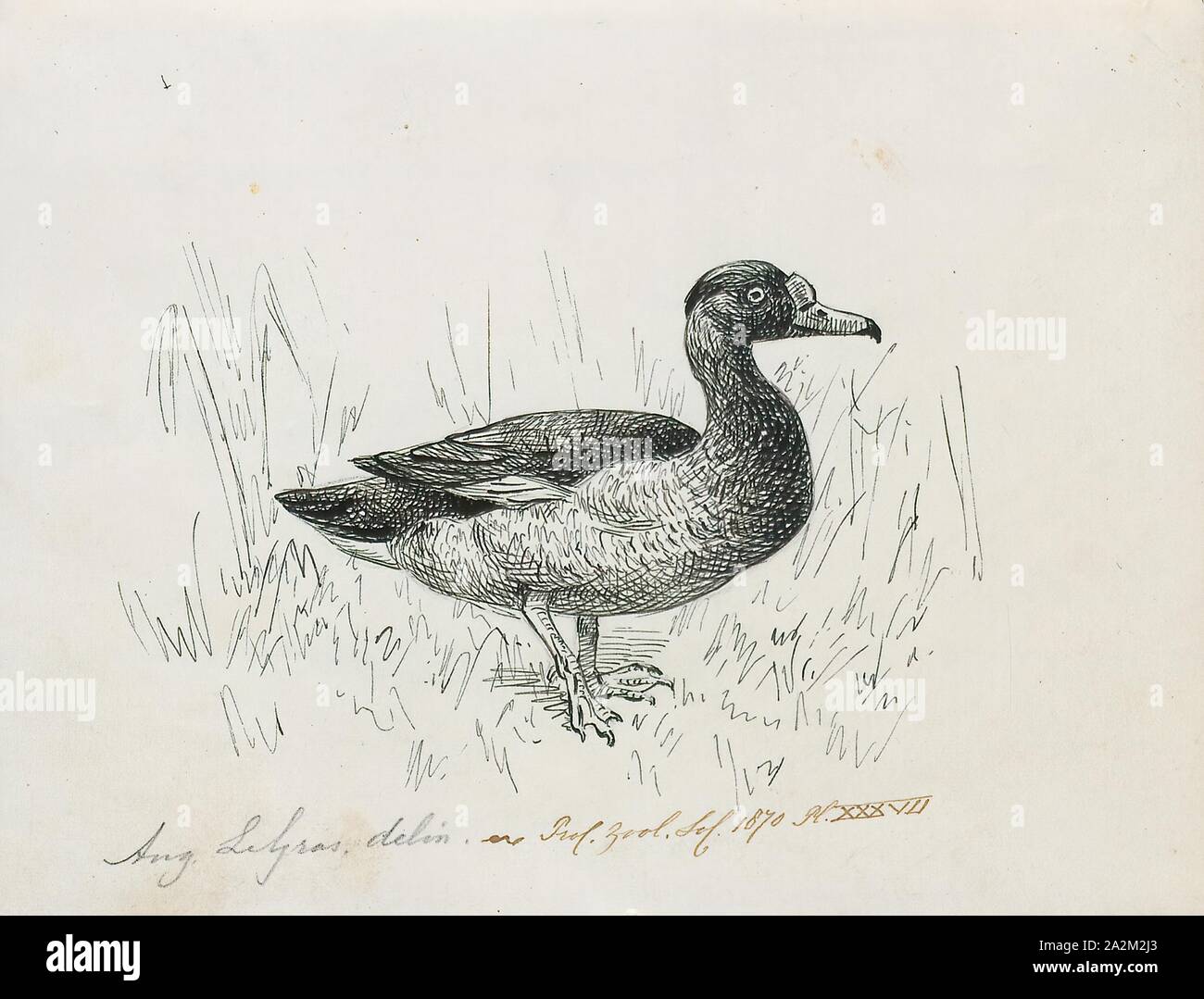 Aythya peposaca, Print, Aythya is a genus of diving ducks. It has twelve described species. The name Aythya comes from the Ancient Greek word αυθυια, aithuia, which may have referred to a sea-dwelling duck or an auklet., 1864-1915 Stock Photo