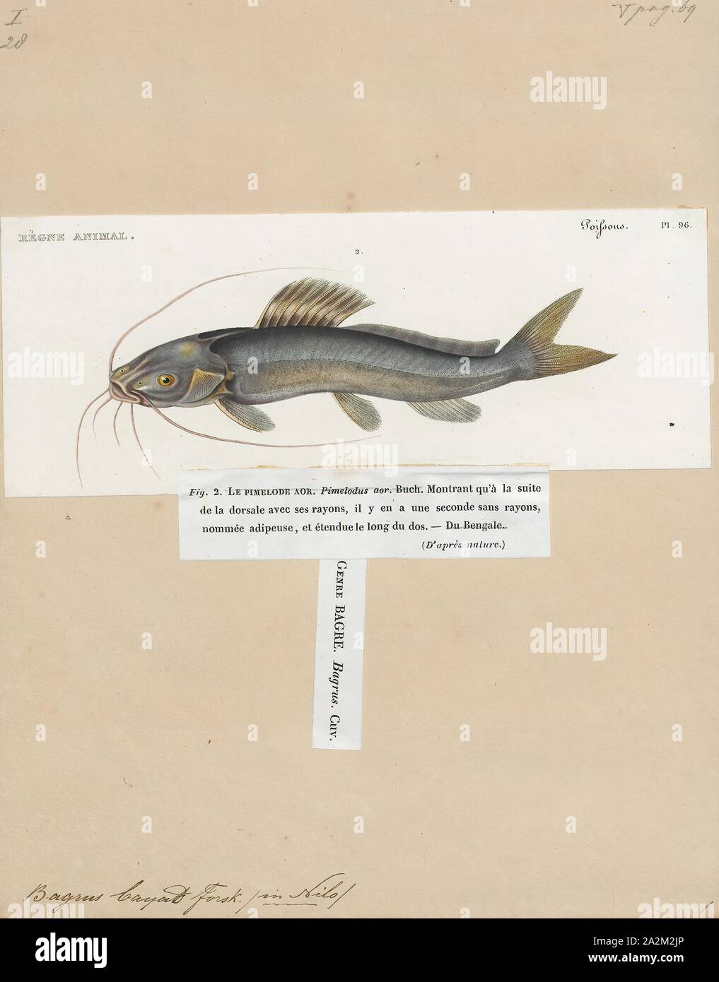 Bagrus bayad, Print, Bagrus is a genus of bagrid catfishes. These are relatively large catfished found in freshwater habitats in Africa, except for the virtually unknown B. tucumanus from South America, which likely is a synonym of Luciopimelodus pati., 1700-1880 Stock Photo