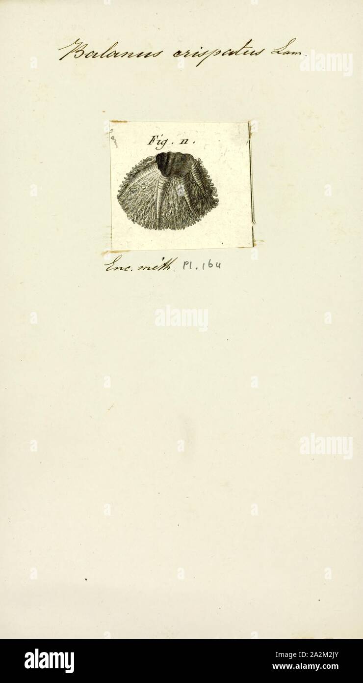 Balanus crispatus, Print, Balanus is a genus of barnacles in the family Balanidae of the subphylum Crustacea Stock Photo