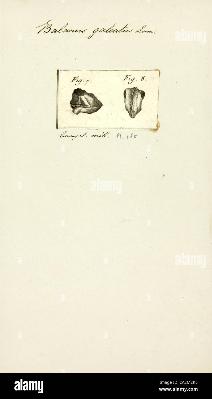 Balanus galeatus, Print, Balanus is a genus of barnacles in the family Balanidae of the subphylum Crustacea Stock Photo