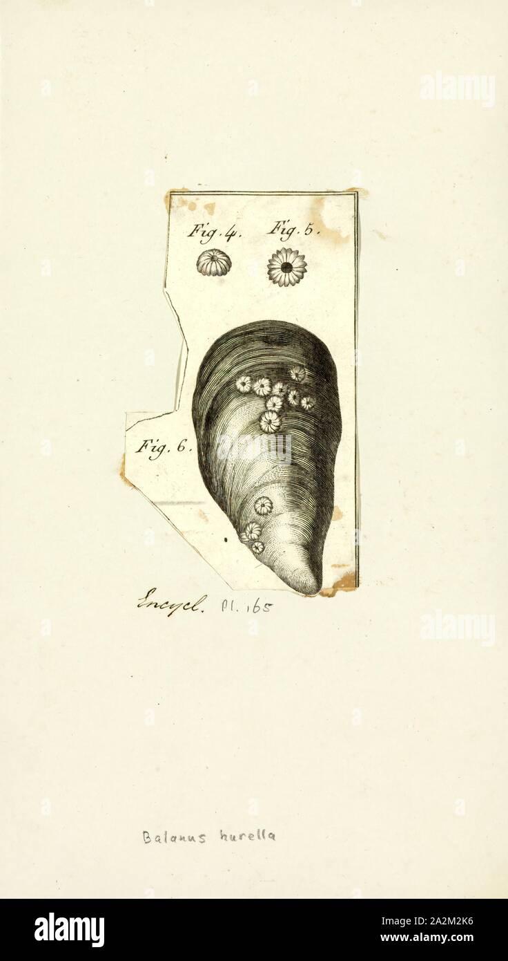 Balanus hurella, Print, Balanus is a genus of barnacles in the family Balanidae of the subphylum Crustacea Stock Photo