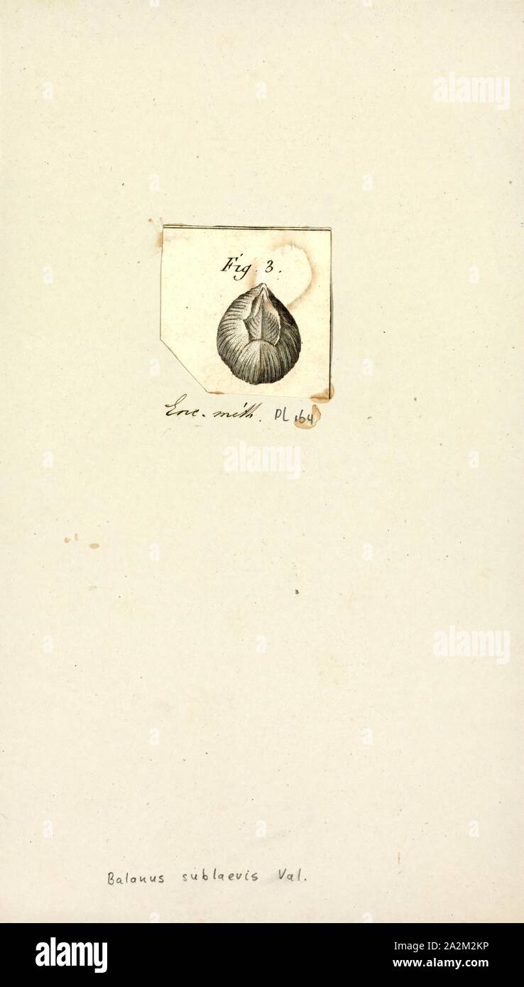 Balanus sublaevis, Print, Balanus is a genus of barnacles in the family Balanidae of the subphylum Crustacea Stock Photo