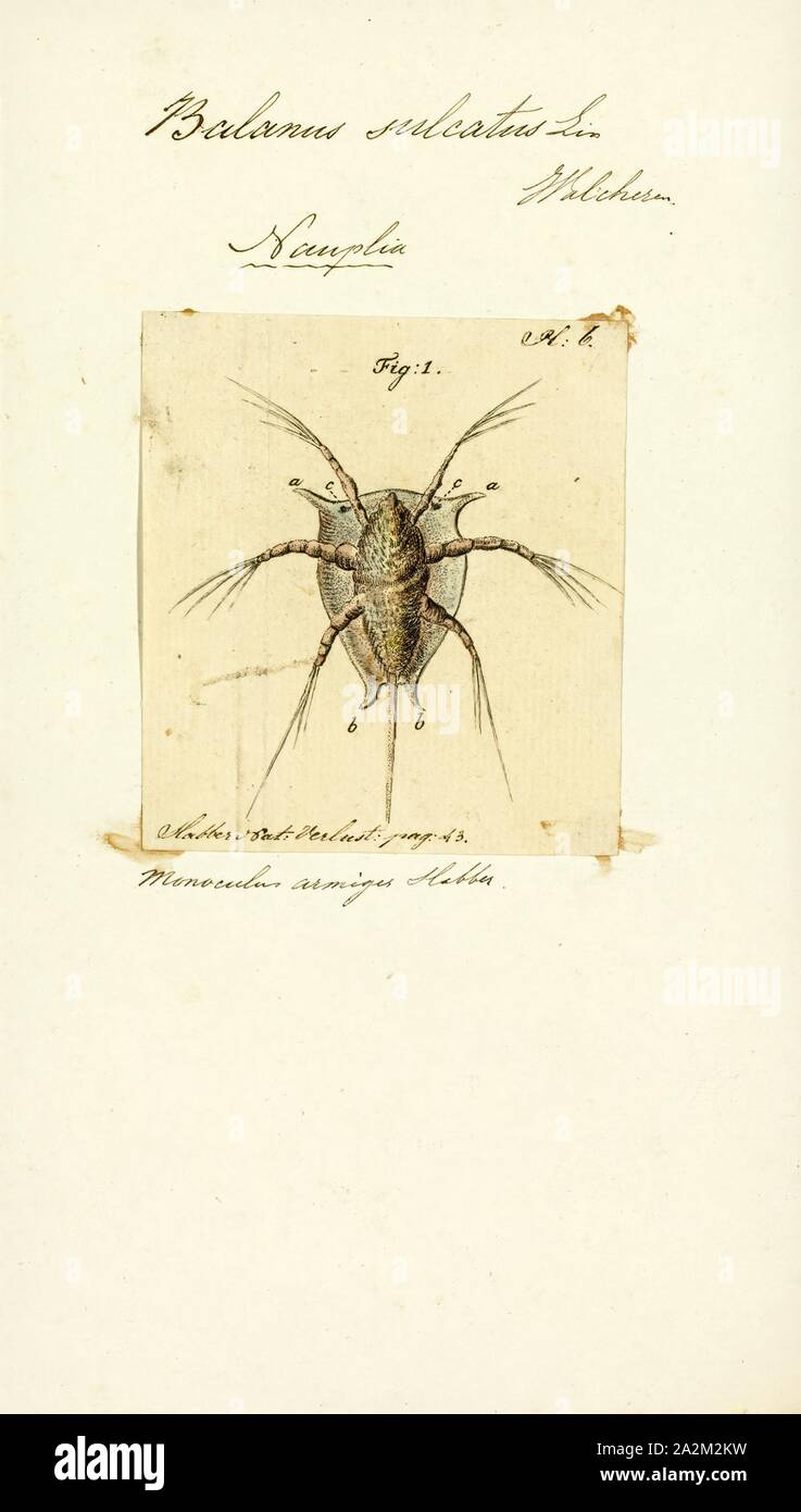 Balanus sulcatus, Print, Balanus is a genus of barnacles in the family Balanidae of the subphylum Crustacea Stock Photo