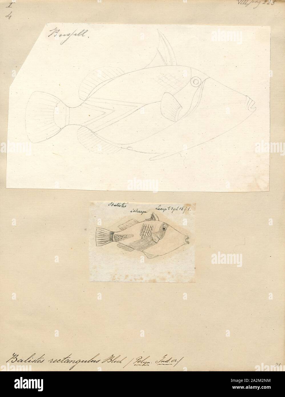 Balistes rectangulus, Print, 1700-1880 Stock Photo