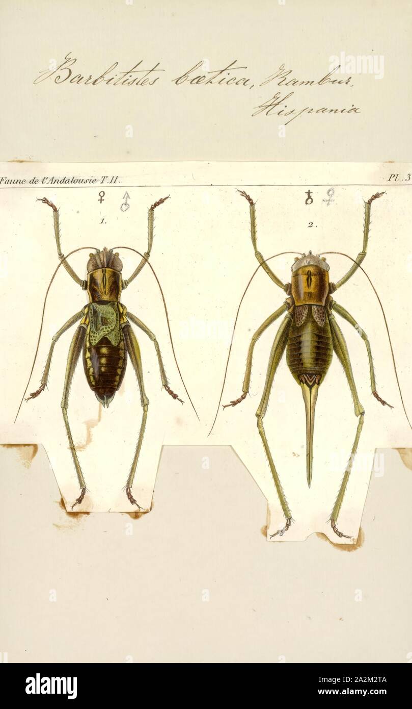 Barbitistes, Print, Barbitistes is a genus of bush crickets in the subfamily Phaneropterinae Stock Photo