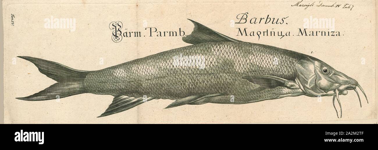 Barbus vulgaris, Print, Barbus is a genus of ray-finned fish in the family Cyprinidae. The type species of Barbus is the common barbel, first described as Cyprinus barbus and now named Barbus barbus. Barbus is the namesake genus of the subfamily Barbinae, but given their relationships, that taxon is better included in the Cyprininae at least for the largest part (including the type species of Barbus)., 1726 Stock Photo