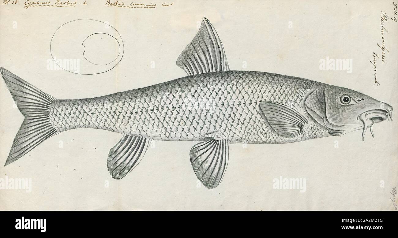 Barbus vulgaris, Print, Barbus is a genus of ray-finned fish in the family Cyprinidae. The type species of Barbus is the common barbel, first described as Cyprinus barbus and now named Barbus barbus. Barbus is the namesake genus of the subfamily Barbinae, but given their relationships, that taxon is better included in the Cyprininae at least for the largest part (including the type species of Barbus)., 1774-1804 Stock Photo