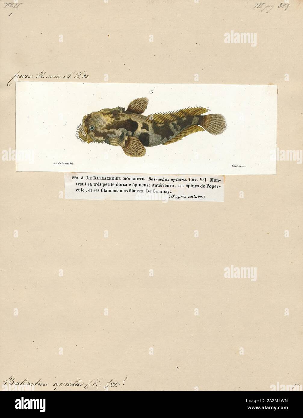 Batrachus apiatus, Print, 1700-1880 Stock Photo