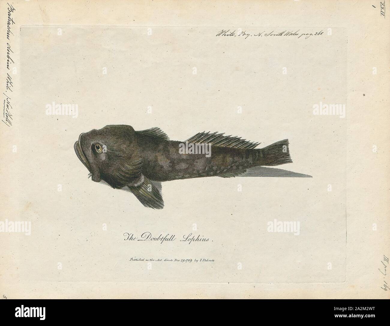 Batrachus dubius, Print, 1700-1880 Stock Photo