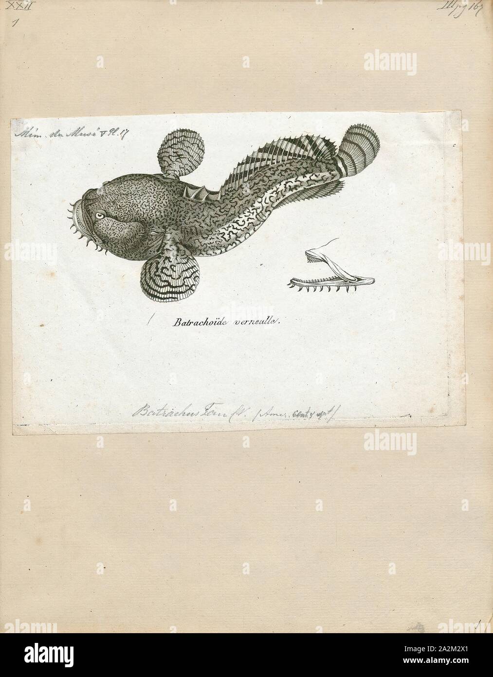 Batrachus tau, Print, 1700-1880 Stock Photo