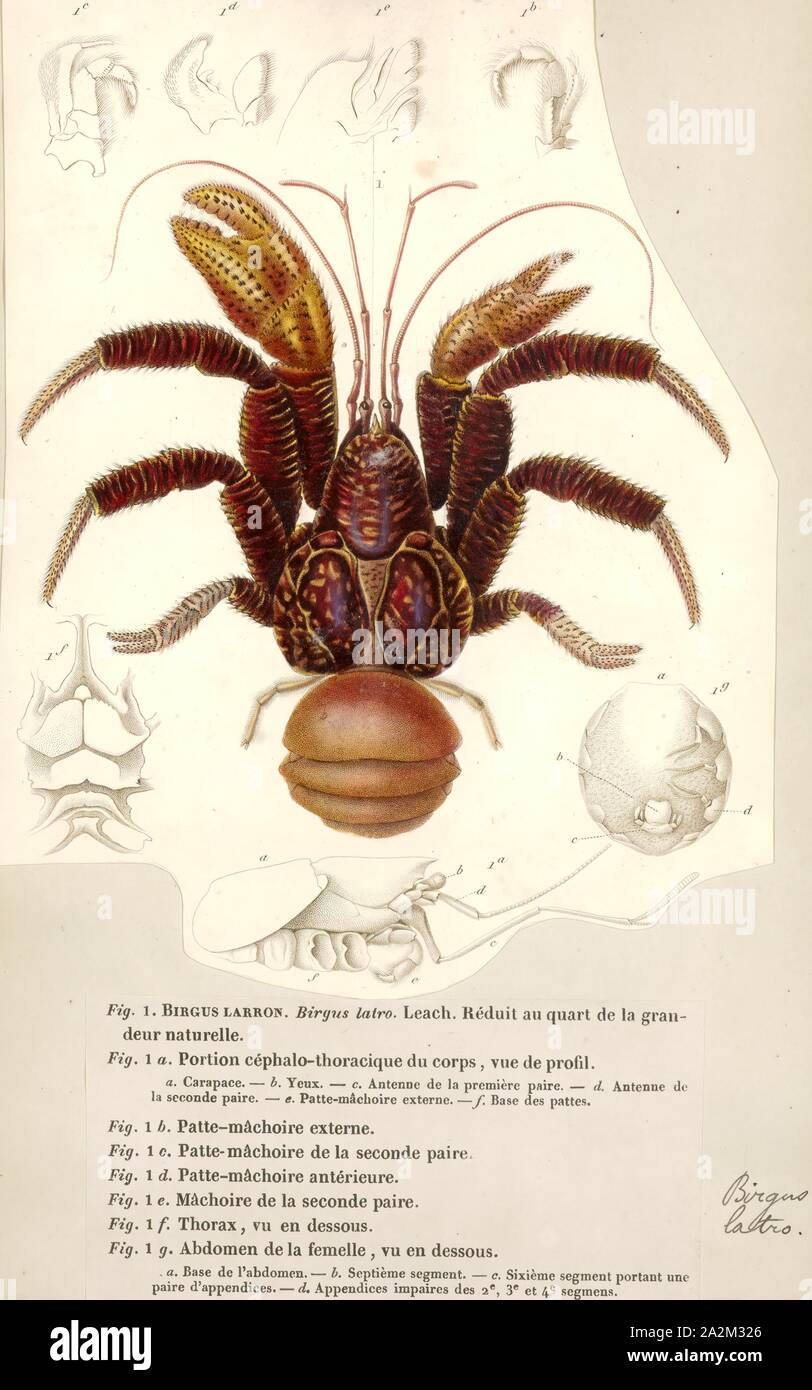 Birgus latro, Print, The coconut crab (Birgus latro) is a species of terrestrial hermit crab, also known as the robber crab or palm thief. It is the largest land-living arthropod in the world, and is probably at the upper size limit for terrestrial animals with exoskeletons at current conditions during the Holocene, with a weight up to 4.1 kg (9.0 lb). It can grow to up to 1 m (3 ft 3 in) in length from leg to leg. It is found on islands across the Indian Ocean, and parts of the Pacific Ocean as far east as the Gambier Islands and Pitcairn Islands, mirroring the distribution of the coconut Stock Photo