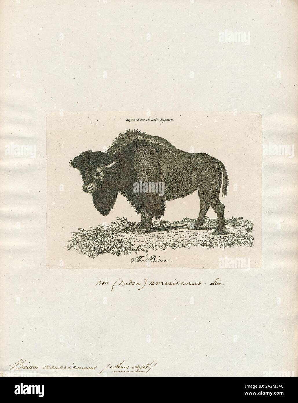 Bison americanus, Print, Bison are large, even-toed ungulates in the genus Bison within the subfamily Bovinae., 1700-1880 Stock Photo