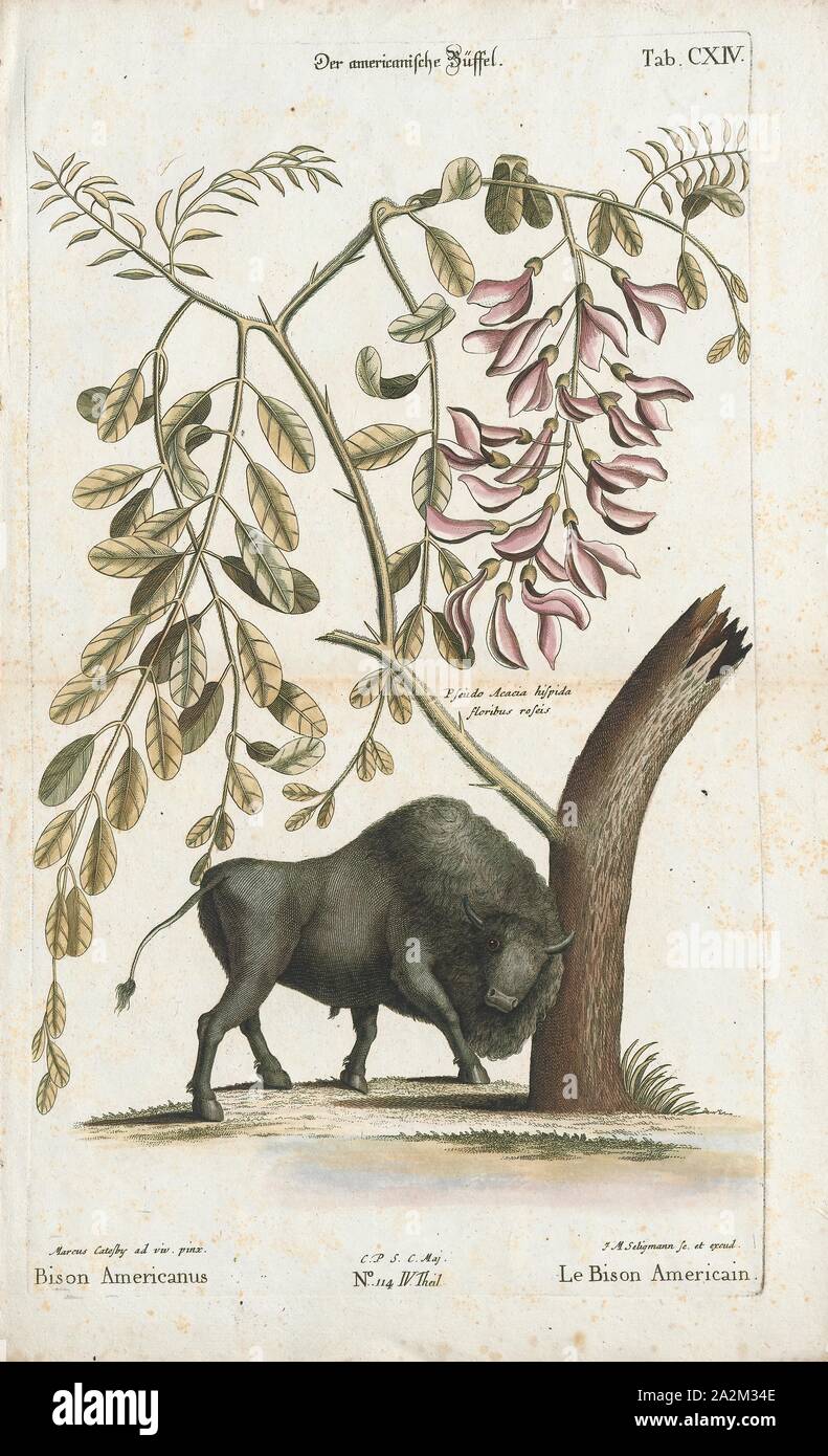 Bison americanus, Print, Bison are large, even-toed ungulates in the genus Bison within the subfamily Bovinae., 1700-1880 Stock Photo