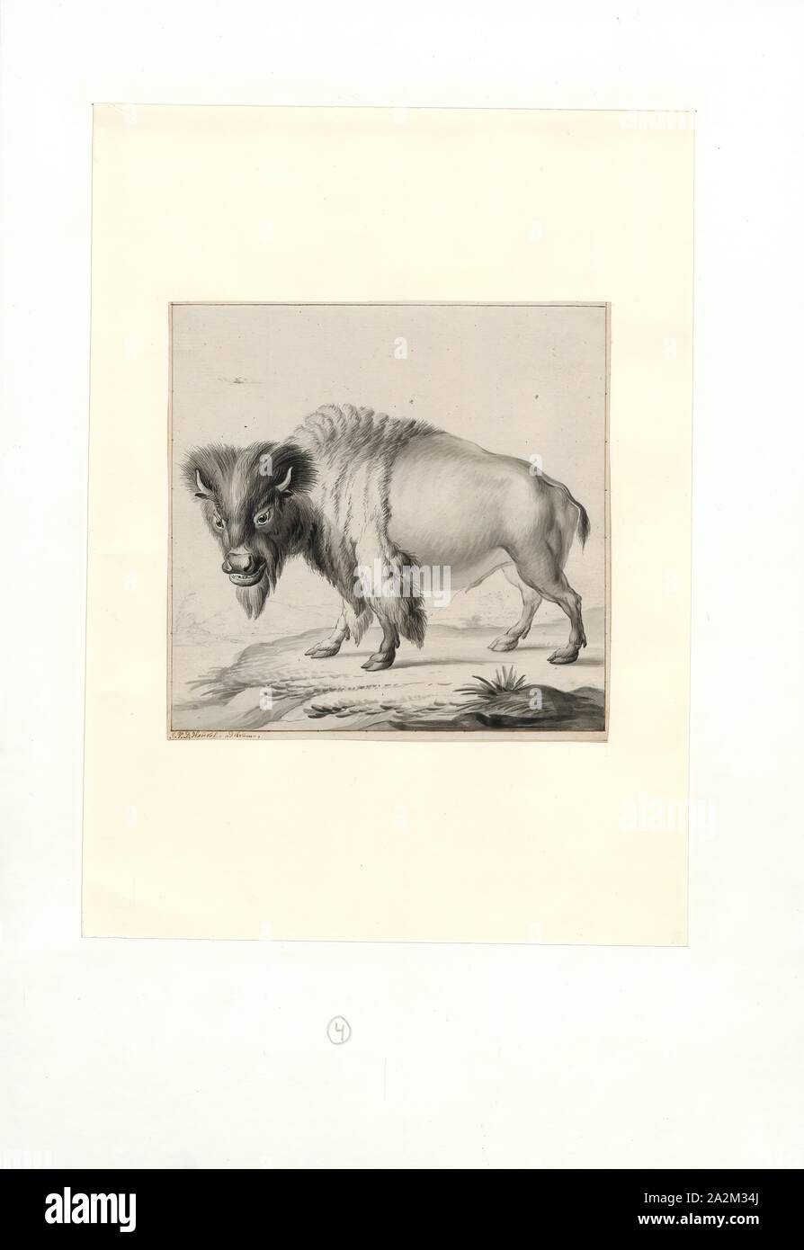Bison bison, Print, The American bison or simply bison (Bison bison