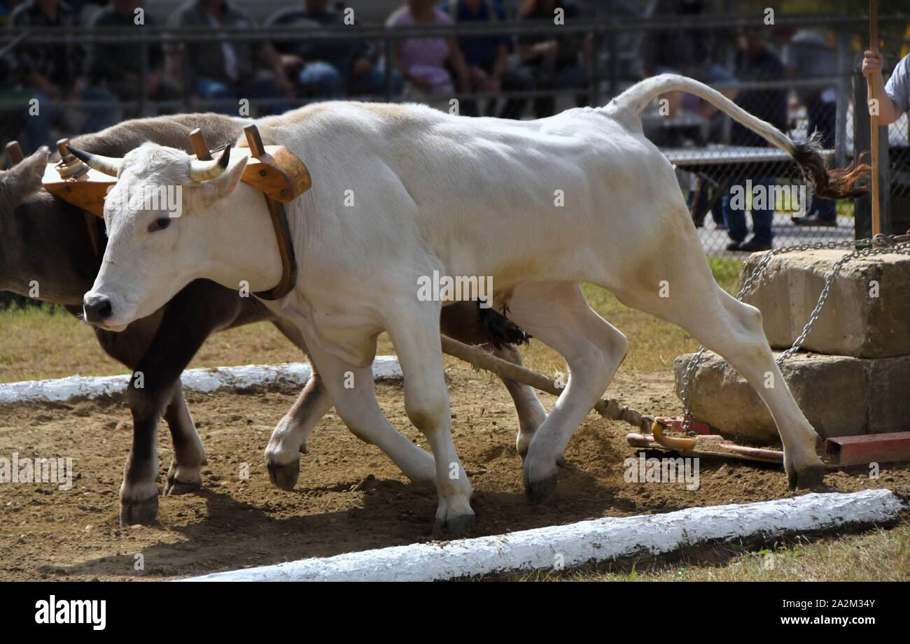 Sledge pull pulling hi-res stock photography and images - Alamy