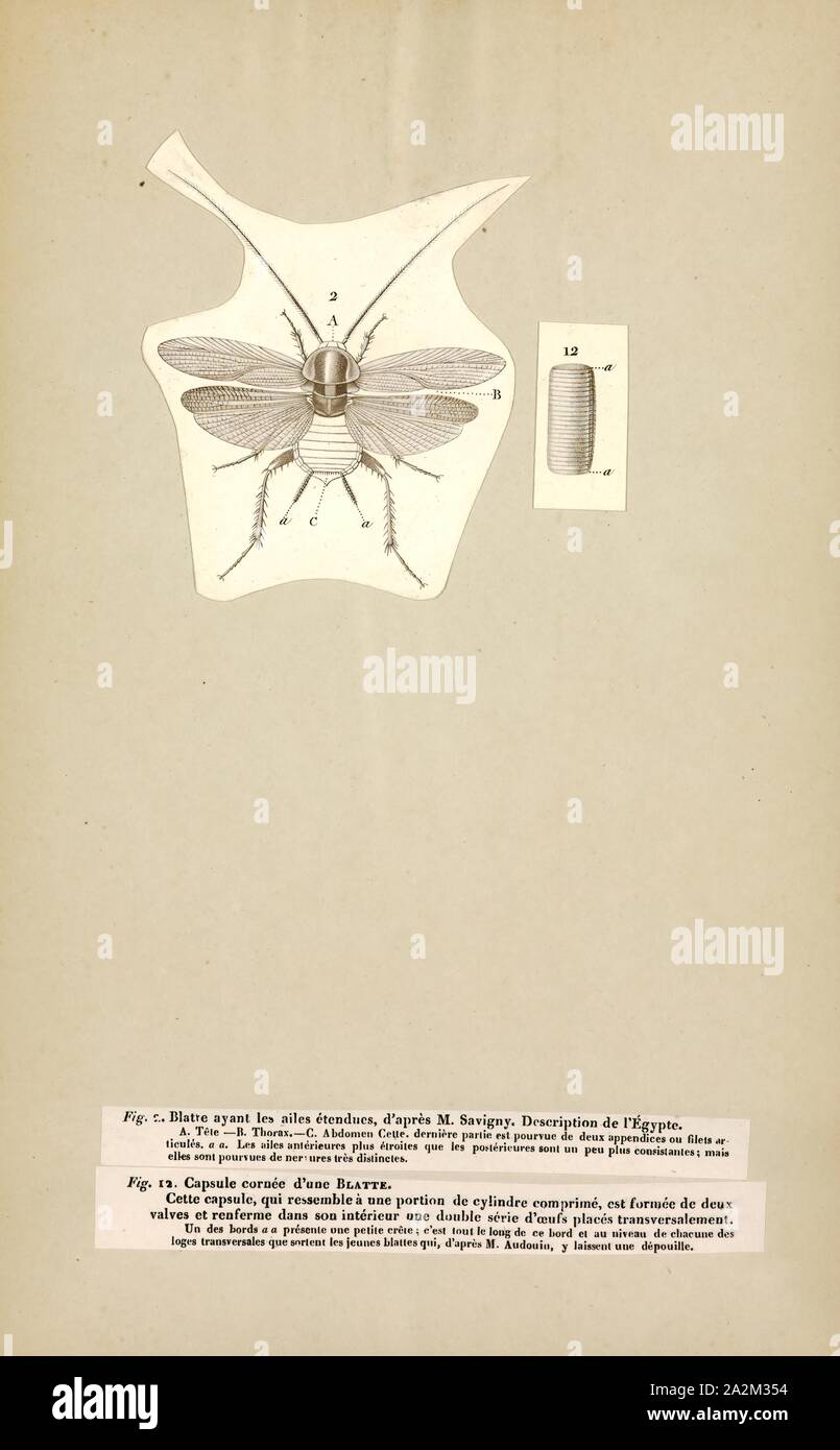 Blatta, Print, Blatta is a genus of cockroaches Stock Photo