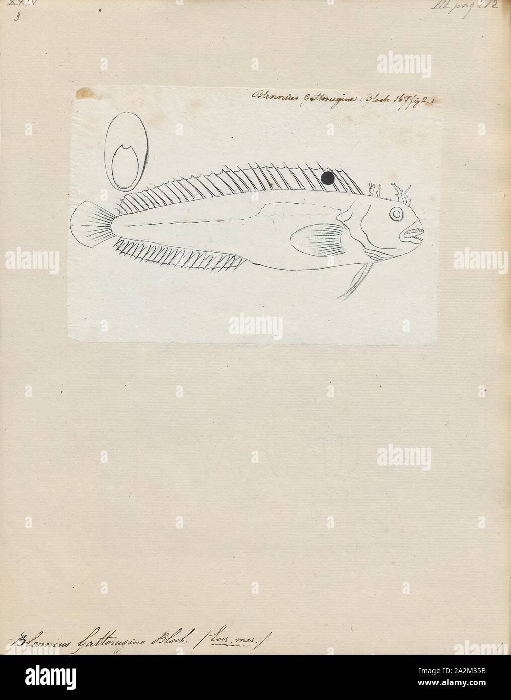 Blennius gattorugine, Print, Blennius is a Genus of combtooth blenny in the family Blenniidae. Its members include Blennius ocellaris, the Butterfly Blenny., 1700-1880 Stock Photo