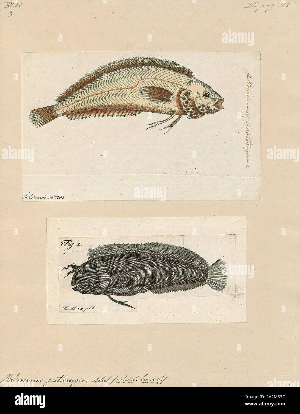 Blennius gattorugine, Print, Blennius is a Genus of combtooth blenny in the family Blenniidae. Its members include Blennius ocellaris, the Butterfly Blenny., 1700-1880 Stock Photo