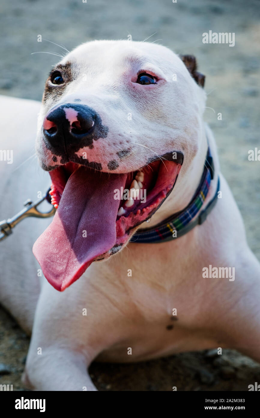 Closeup Of A Male Mongrel Dog Mix Of Bull Terrier Pit Bull And American Staffordshire Terrier Lying On The Ground Stock Photo Alamy