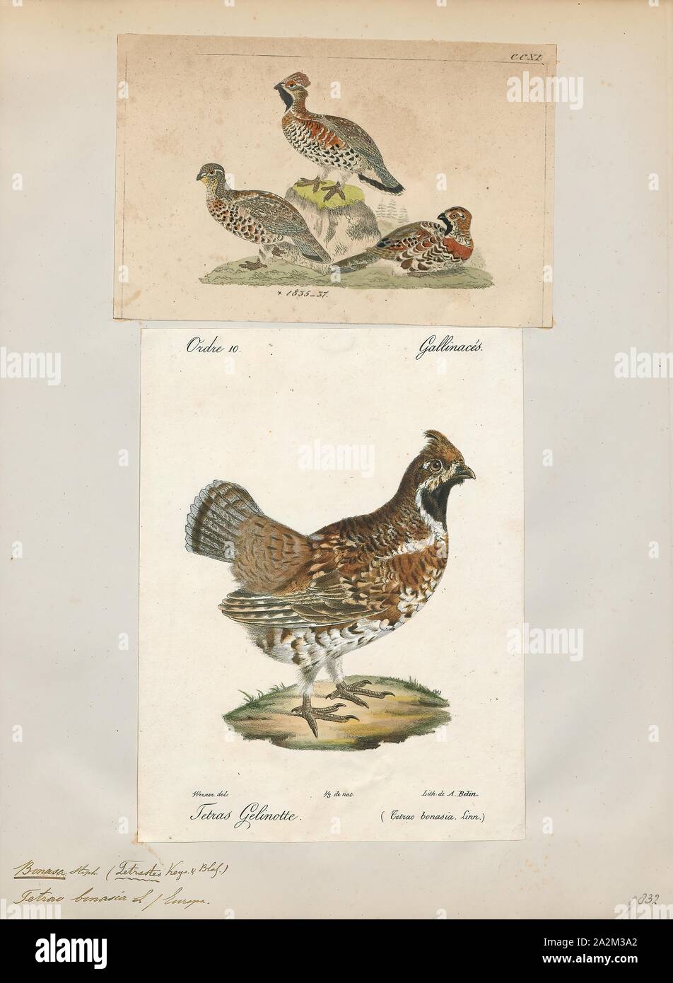 Bonasa betulina, Print, Ruffed grouse, The ruffed grouse (Bonasa umbellus) is a medium-sized grouse occurring in forests from the Appalachian Mountains across Canada to Alaska. It is non-migratory. It is the only species in the genus Bonasa., 1700-1880 Stock Photo
