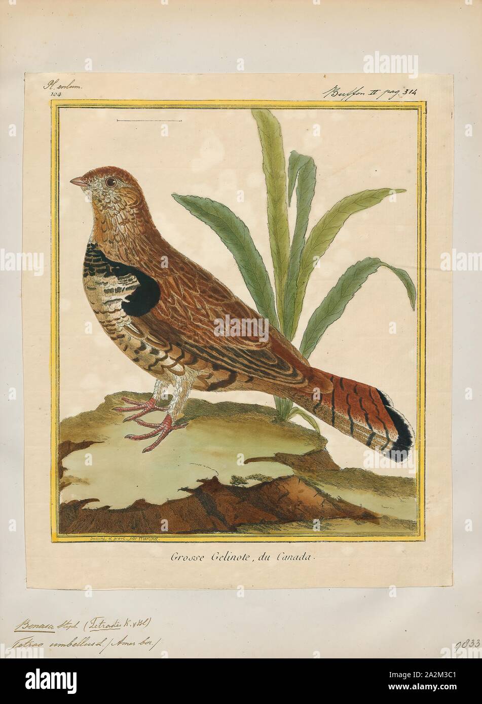 Bonasa umbellus, Print, The ruffed grouse (Bonasa umbellus) is a medium-sized grouse occurring in forests from the Appalachian Mountains across Canada to Alaska. It is non-migratory. It is the only species in the genus Bonasa., 1700-1880 Stock Photo