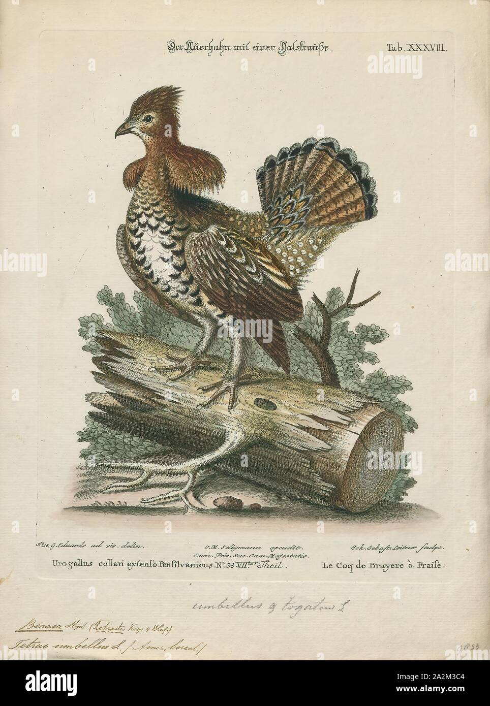 Bonasa umbellus, Print, The ruffed grouse (Bonasa umbellus) is a medium-sized grouse occurring in forests from the Appalachian Mountains across Canada to Alaska. It is non-migratory. It is the only species in the genus Bonasa., 1700-1880 Stock Photo