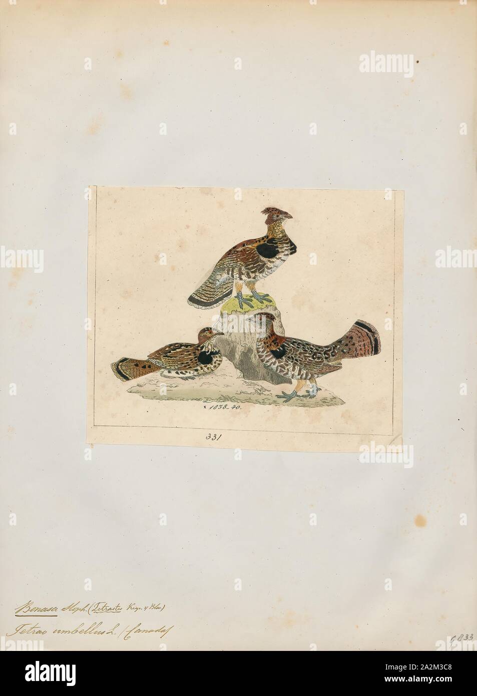 Bonasa umbellus, Print, The ruffed grouse (Bonasa umbellus) is a medium-sized grouse occurring in forests from the Appalachian Mountains across Canada to Alaska. It is non-migratory. It is the only species in the genus Bonasa., 1820-1863 Stock Photo