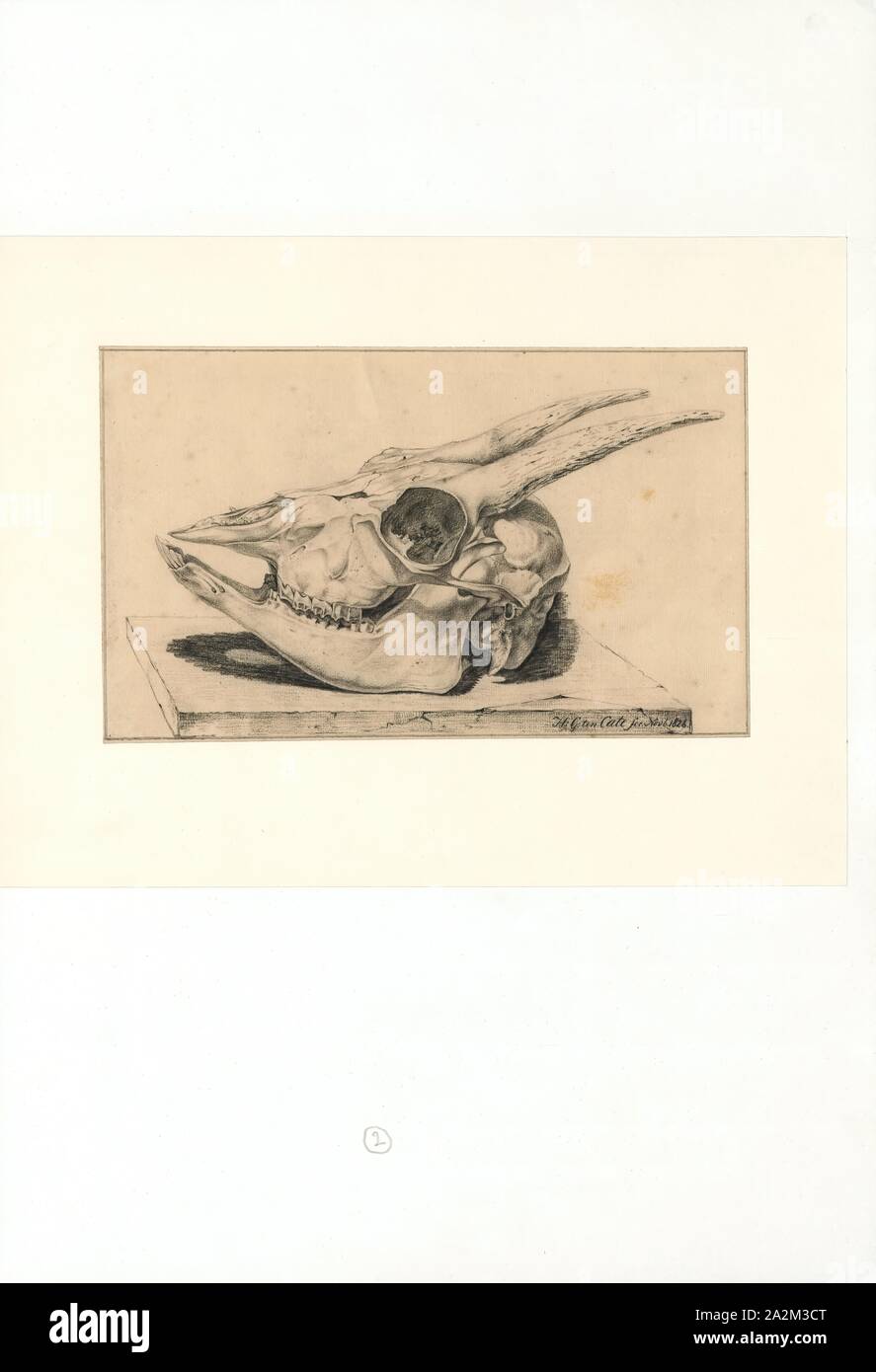 Bos, Print, skull Stock Photo