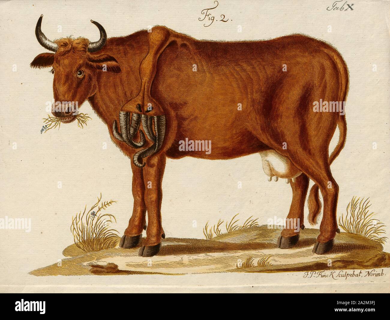 Bos domesticus, Print, Bos is the genus of wild and domestic cattle. Bos can be divided into four subgenera: Bos, Bibos, Novibos, and Poephagus, but these divisions are controversial. The genus has five extant species. However, this may rise to seven if the domesticated varieties are counted as separate species, and nine if the closely related genus Bison is also included. Most modern breeds of domesticated cattle are believed to have originated from the extinct aurochs., with abnormality Stock Photo