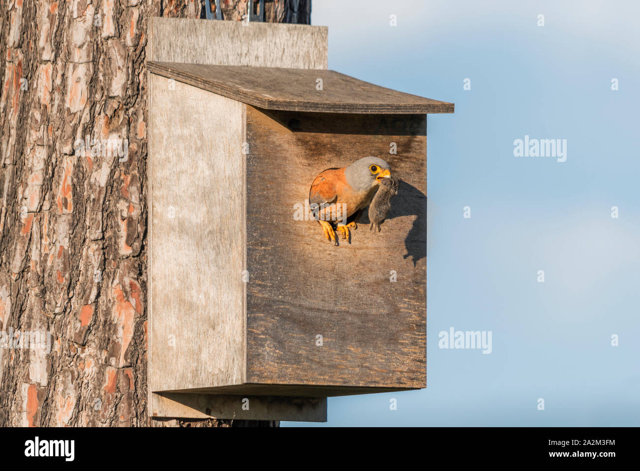 A male lesser kestrel emerges from the nest box with a prey vole in its beak Stock Photo