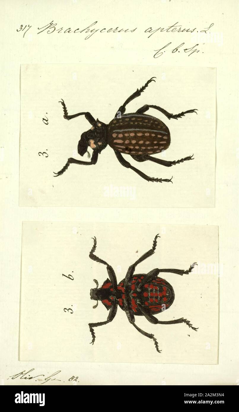 Brachycerus, Print, Brachycerus is a genus of weevils in the family Curculionidae and the subfamily Brachycerinae Stock Photo