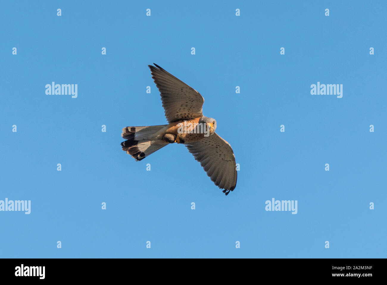 A male kestrel flying with a vole prey in its talons looks at the camera Stock Photo