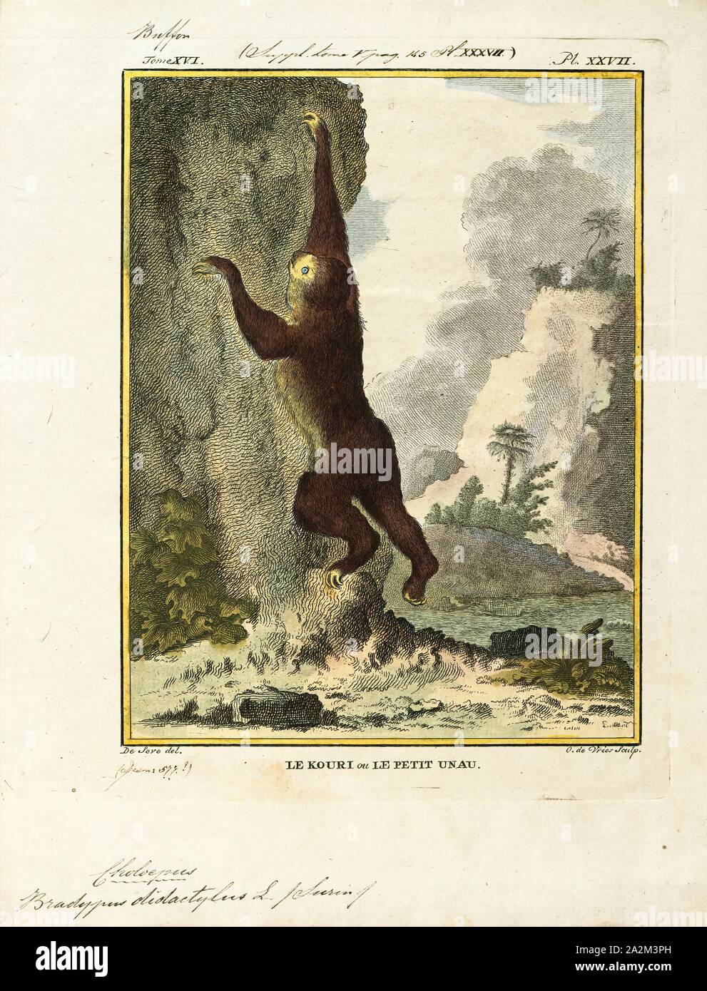 Bradypus didactylus, Print, Linnaeus's two-toed sloth (Choloepus didactylus), also known as the southern two-toed sloth, unau, or Linne's two-toed sloth is a species of sloth from South America, found in Venezuela, the Guyanas, Colombia, Ecuador, Peru, and Brazil north of the Amazon River. There is now evidence suggesting the species' range expands into Bolivia., 1700-1880 Stock Photo
