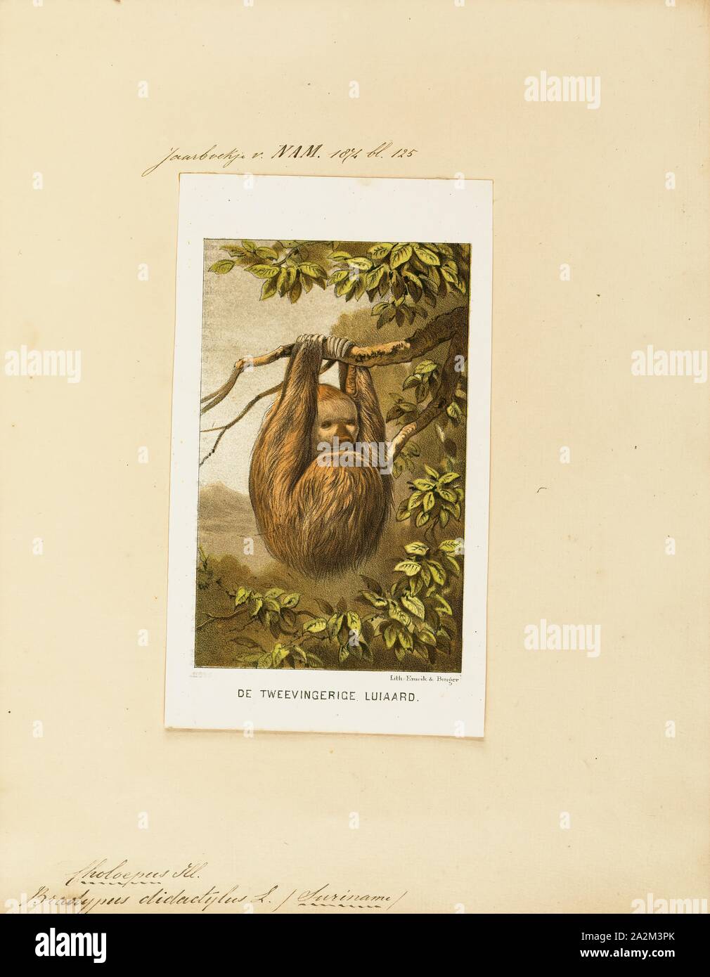 Bradypus didactylus, Print, Linnaeus's two-toed sloth (Choloepus didactylus), also known as the southern two-toed sloth, unau, or Linne's two-toed sloth is a species of sloth from South America, found in Venezuela, the Guyanas, Colombia, Ecuador, Peru, and Brazil north of the Amazon River. There is now evidence suggesting the species' range expands into Bolivia., 1700-1880 Stock Photo