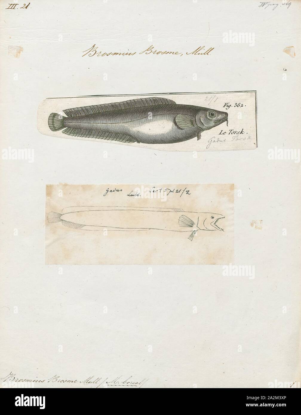 Brosmius brosme, Print, The cusk or tusk (Brosme brosme) is a North Atlantic cod-like fish in the ling family Lotidae. It is the only species in the genus Brosme. Other common names include brismak, brosmius, torsk and moonfish., 1700-1880 Stock Photo