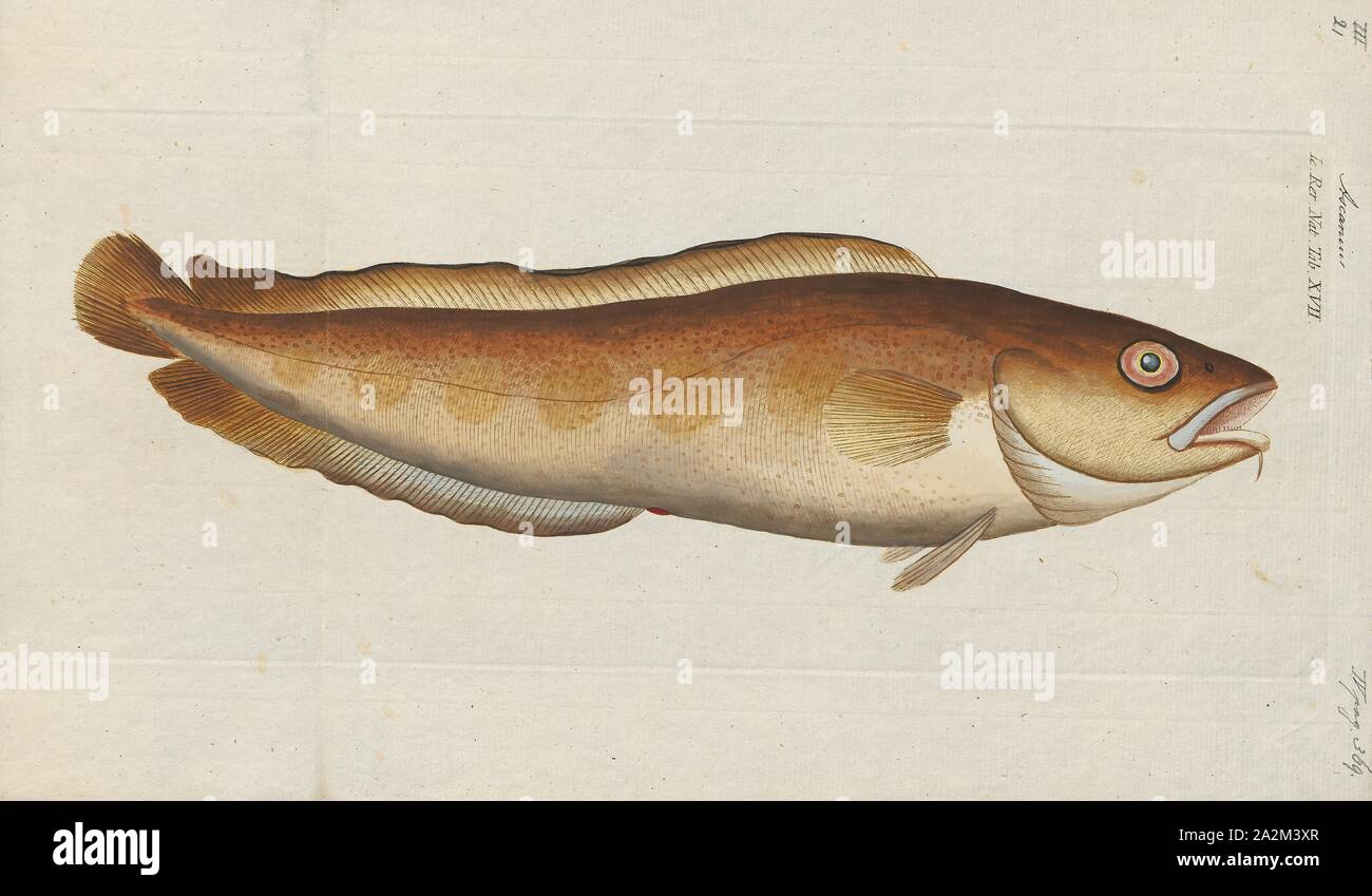 Brosmius brosme, Print, The cusk or tusk (Brosme brosme) is a North Atlantic cod-like fish in the ling family Lotidae. It is the only species in the genus Brosme. Other common names include brismak, brosmius, torsk and moonfish., 1806 Stock Photo