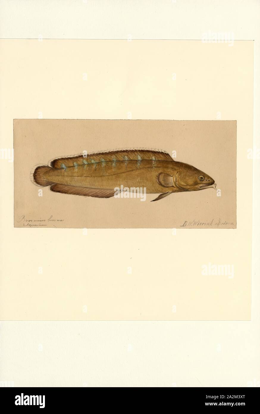 Brosmius brosme, Print, The cusk or tusk (Brosme brosme) is a North Atlantic cod-like fish in the ling family Lotidae. It is the only species in the genus Brosme. Other common names include brismak, brosmius, torsk and moonfish., 1856-1939 Stock Photo