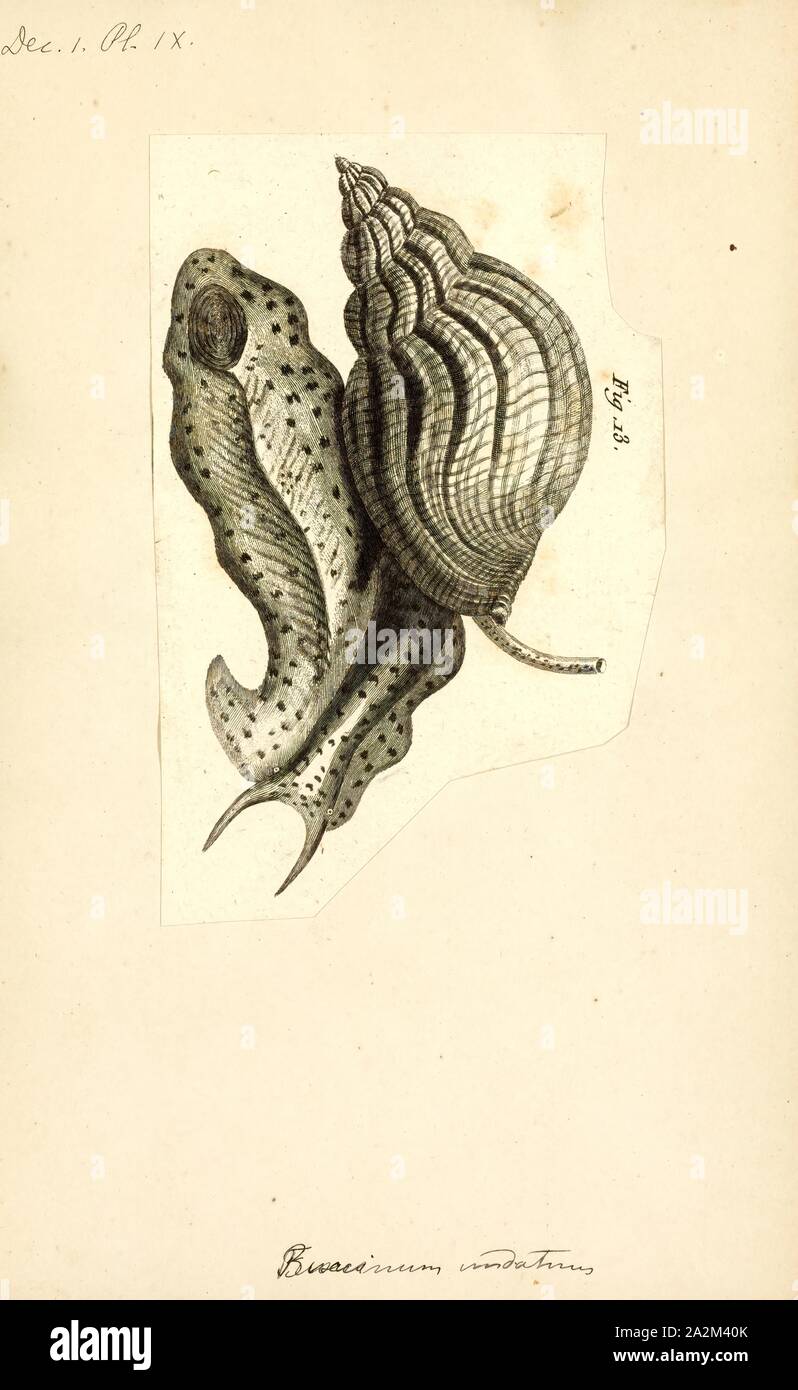 Buccinum, Print, Buccinum is a genus of medium-sized sea snails, marine gastropod molluscs in the family Buccinidae, the true whelks Stock Photo