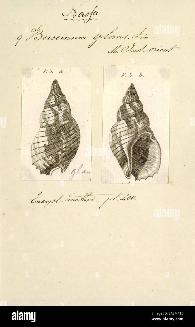 Buccinum glans, Print, Buccinum is a genus of medium-sized sea snails, marine gastropod molluscs in the family Buccinidae, the true whelks Stock Photo