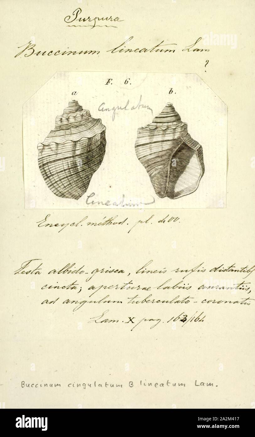 Buccinum lineatum, Print, Buccinum is a genus of medium-sized sea snails, marine gastropod molluscs in the family Buccinidae, the true whelks Stock Photo