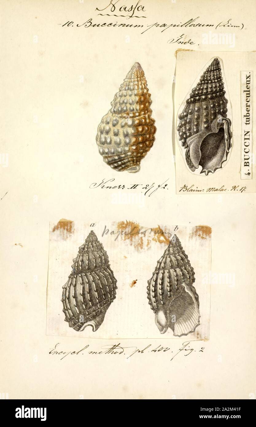 Buccinum papillosum, Print, Buccinum is a genus of medium-sized sea snails, marine gastropod molluscs in the family Buccinidae, the true whelks Stock Photo